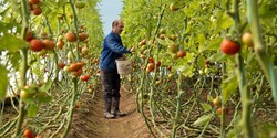 ارزش افزوده کشاورزی سالانه 8 درصد رشد می‌کند