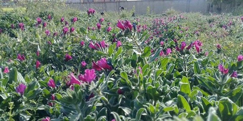 دارویی