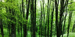 امضای تفاهمنامه میان سازمان جنگل‌ها و ستاد مقابله با قاچاق