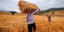 قیمت خرید تضمینی گندم افزایش پیدا کند/ حمایت همه‌جانبه از گندمکاران، انگیزه آنان را بیشتر می‌کند